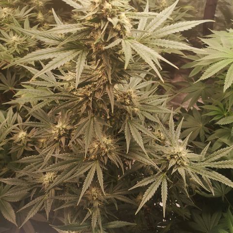 Banana hammock auto  growlog timeline photo