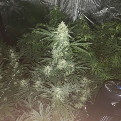 Banana hammock auto  growlog timeline photo