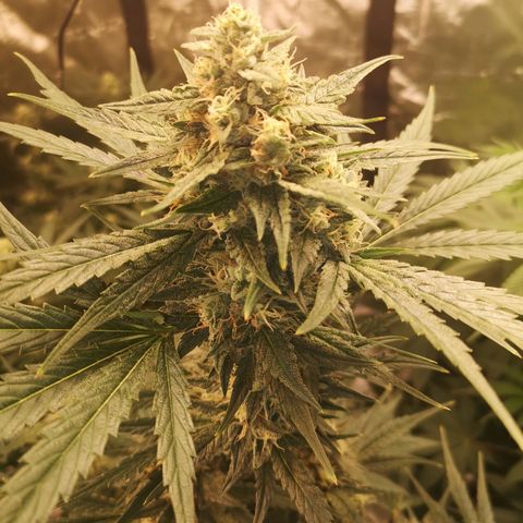 Banana hammock auto  growlog timeline photo