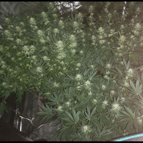 Cheese growlog timeline photo