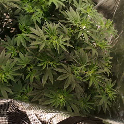 O. K. C growlog timeline photo