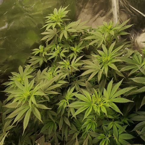 10th Planet growlog timeline photo