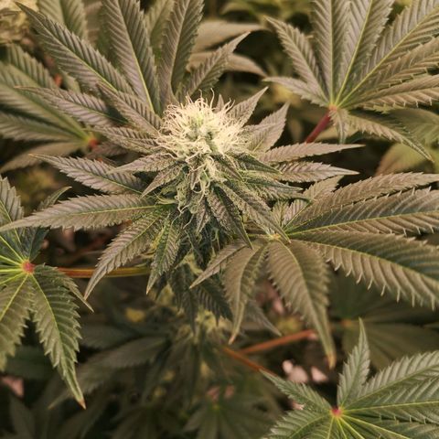 Grandaddy black growlog timeline photo