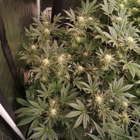 Grandaddy black growlog timeline photo