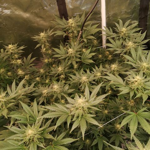 Northern Lights #5 growlog timeline photo