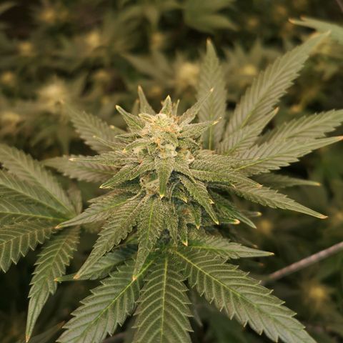 Northern Lights #5 growlog timeline photo