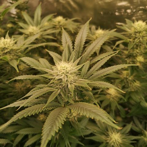 Cheese growlog timeline photo