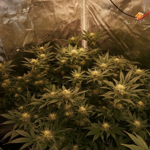 Cheese growlog timeline photo
