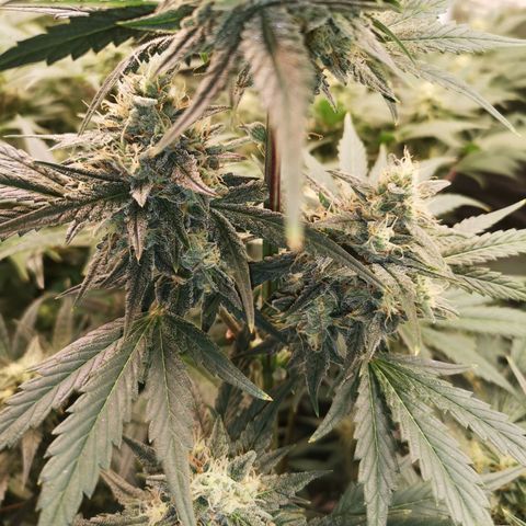Banana hammock auto  growlog timeline photo
