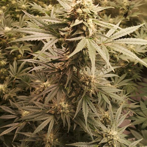 Banana hammock auto  growlog timeline photo