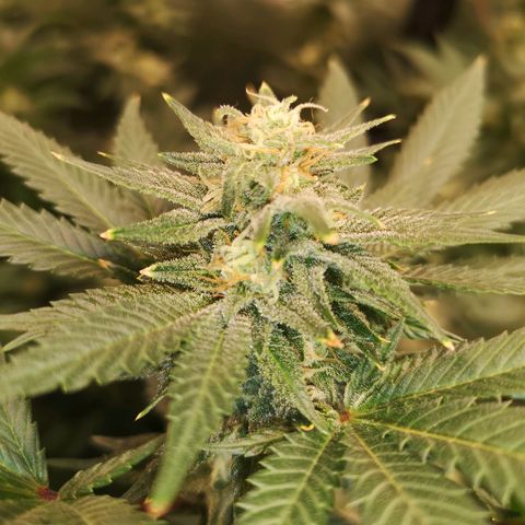 Northern Lights #5 growlog timeline photo