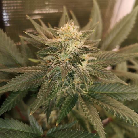 Northern Lights #5 growlog timeline photo