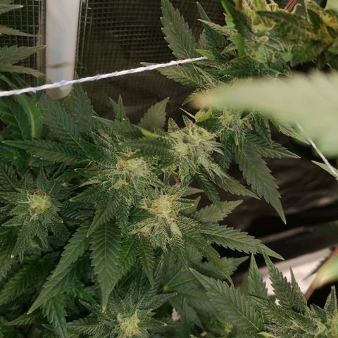 Northern Lights #5 growlog timeline photo