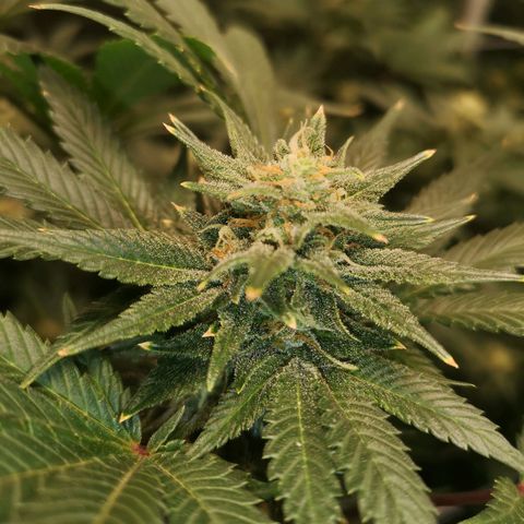 Northern Lights #5 growlog timeline photo