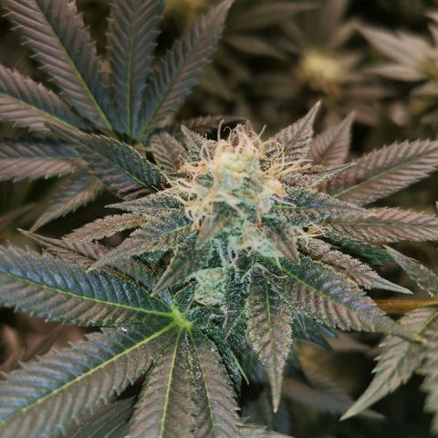 Grandaddy black growlog timeline photo