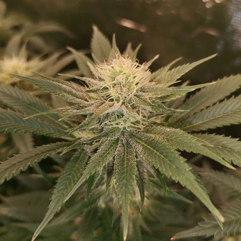 Cheese growlog timeline photo