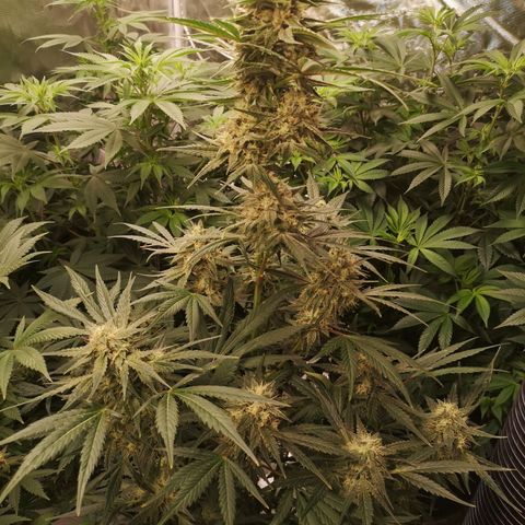 Banana hammock auto  growlog timeline photo