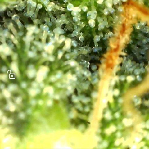 Banana hammock auto  growlog timeline photo
