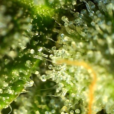 Banana hammock auto  growlog timeline photo