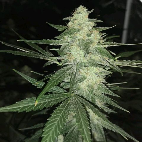 Banana hammock auto  growlog timeline photo