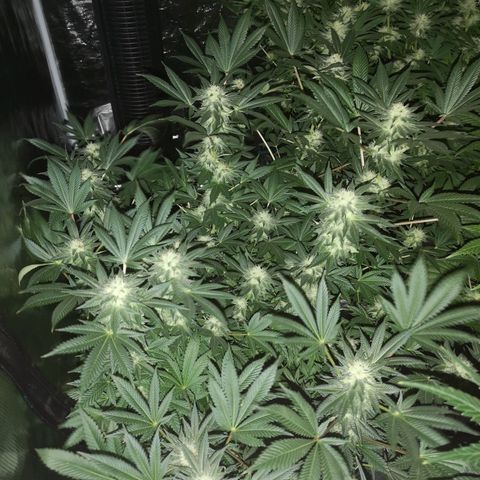 Grandaddy black growlog timeline photo
