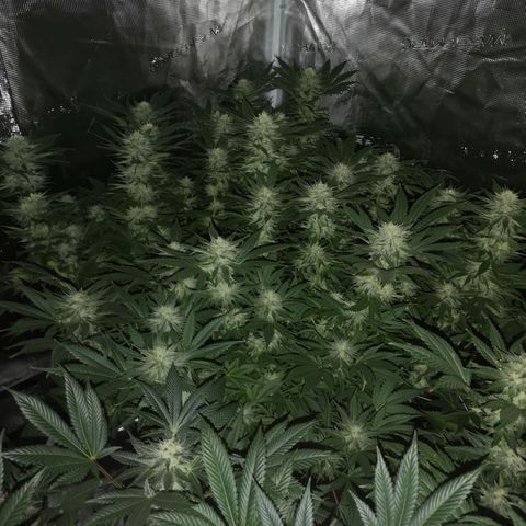 Cheese growlog timeline photo