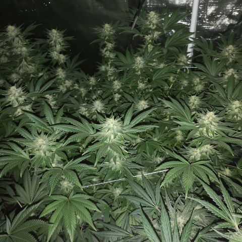 Northern Lights #5 growlog timeline photo