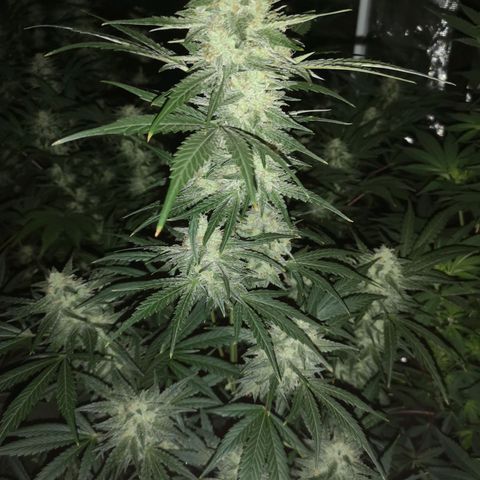 Banana hammock auto  growlog timeline photo
