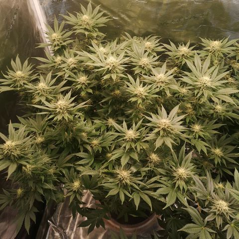 Cheese growlog timeline photo