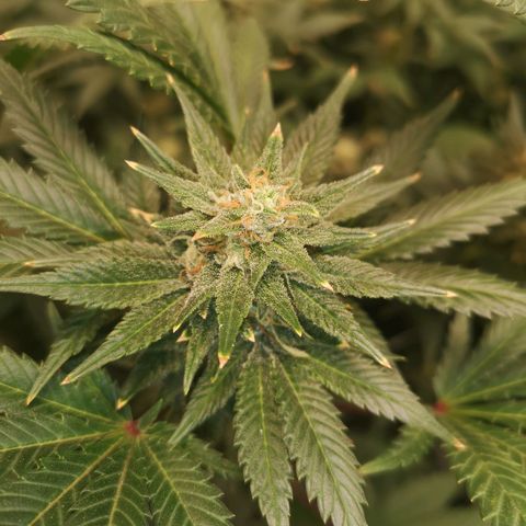Northern Lights #5 growlog timeline photo
