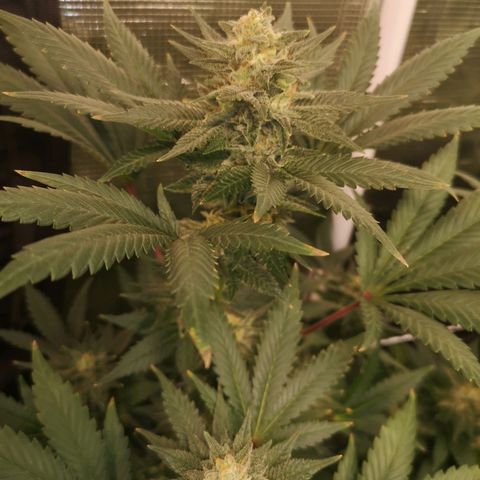 Northern Lights #5 growlog timeline photo