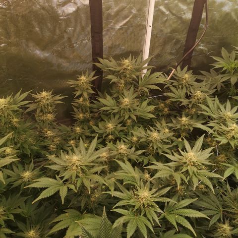 Northern Lights #5 growlog timeline photo