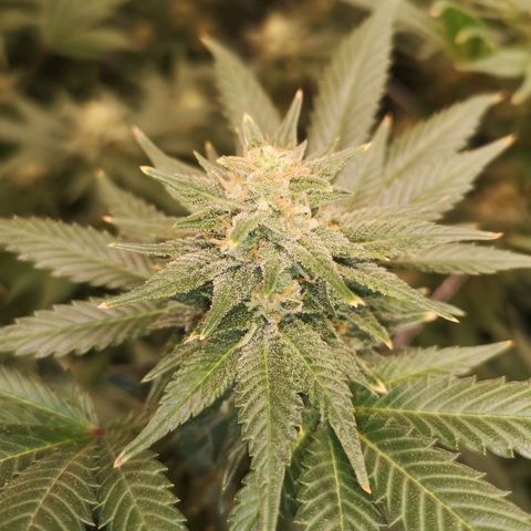 Northern Lights #5 growlog timeline photo