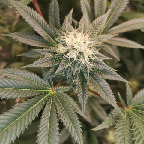 Grandaddy black growlog timeline photo