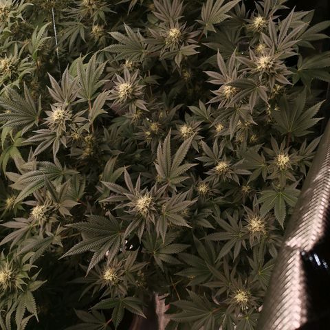 Grandaddy black growlog timeline photo