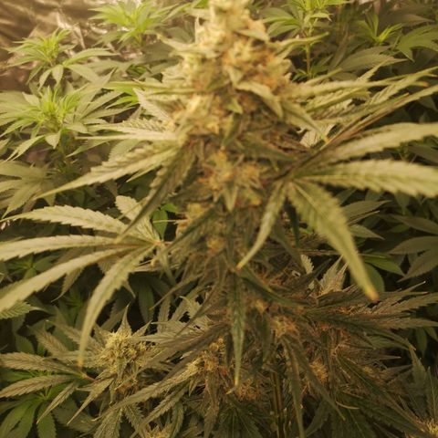Banana hammock auto  growlog timeline photo
