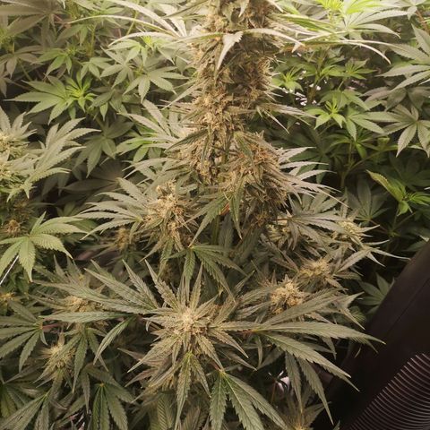 Banana hammock auto  growlog timeline photo