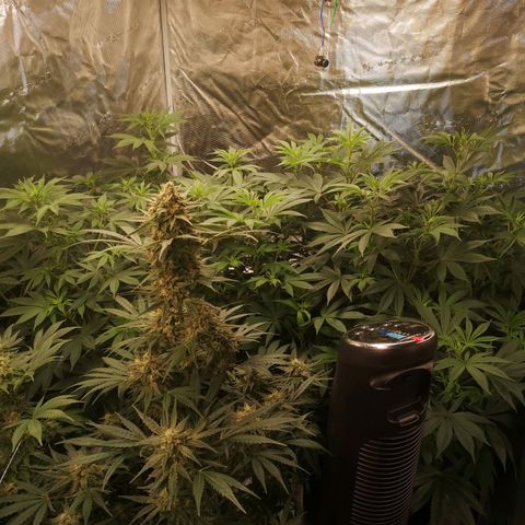 Banana hammock auto  growlog timeline photo
