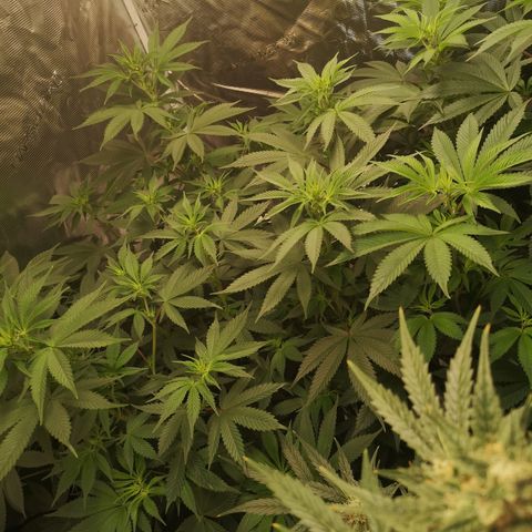 10th Planet growlog timeline photo