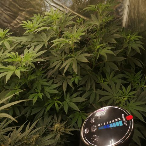 O. K. C growlog timeline photo