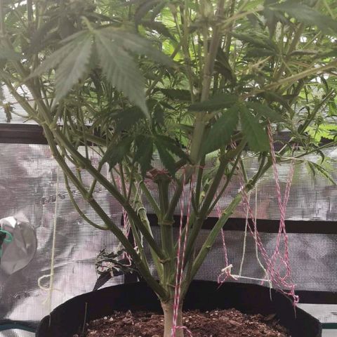 Cheese growlog timeline photo