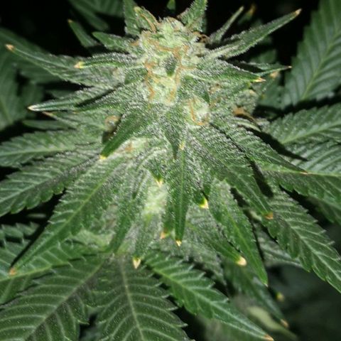 Northern Lights #5 growlog timeline photo