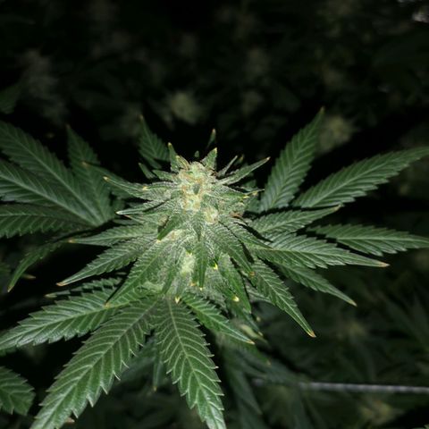Northern Lights #5 growlog timeline photo