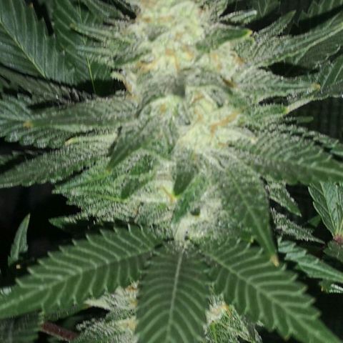 Northern Lights #5 growlog timeline photo