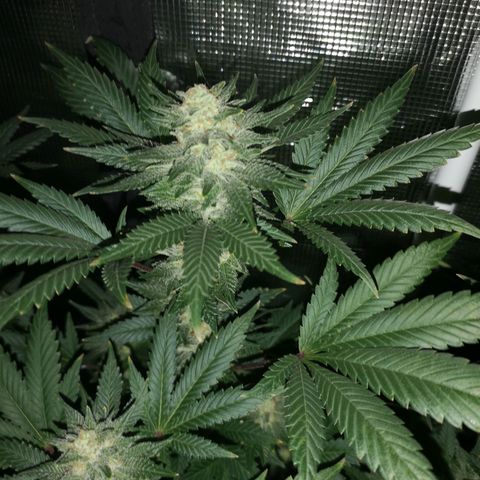 Northern Lights #5 growlog timeline photo