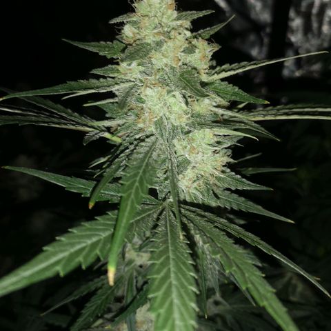 Banana hammock auto  growlog timeline photo