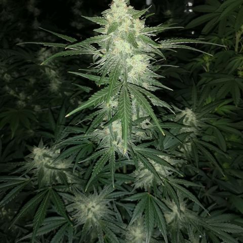 Banana hammock auto  growlog timeline photo