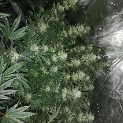Cheese growlog timeline photo