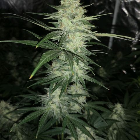 Banana hammock auto  growlog timeline photo
