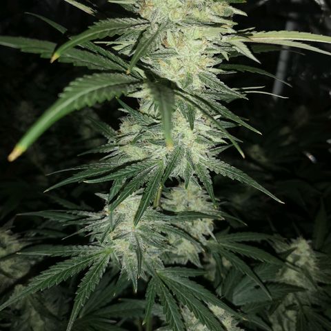 Banana hammock auto  growlog timeline photo